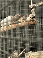 Vogels zebravinken, Ophalen, Zo goed als nieuw, Overige typen