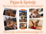 Lief baasje OF opvanggezin gezocht voor deze 2 lieverds!, Particulier, 15 weken tot 1 jaar, Buitenland, Teef