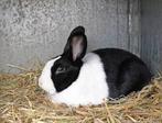 Lief konijntje, Dieren en Toebehoren, Konijnen, Vrouwelijk, Klein, 0 tot 2 jaar