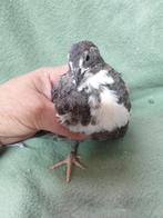 Japanse kwartel hanen, Dieren en Toebehoren, Vogels | Overige Vogels, Mannelijk