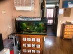 Vissen gratis, Dieren en Toebehoren, Vissen | Aquaria en Toebehoren, Ophalen
