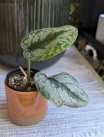 Scindapsus silvery ann, Huis en Inrichting, Kamerplanten, Ophalen of Verzenden, Overige soorten, Minder dan 100 cm