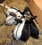 Lotharinger jonge konijntjes, Dieren en Toebehoren, Konijnen, Meerdere dieren, Groot