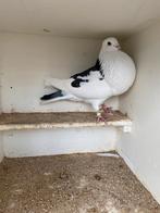 Hennebonte duif, Dieren en Toebehoren, Vogels | Duiven, Vrouwelijk, Kropper