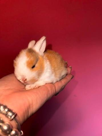 Minilop, dwerghangoor rammetje beschikbaar voor biedingen