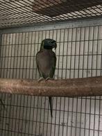 Derbyan Pop, Dieren en Toebehoren, Vogels | Parkieten en Papegaaien, Vrouwelijk, Parkiet, Geringd