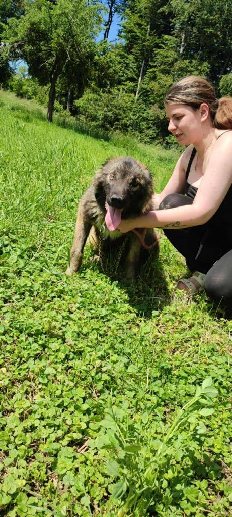 Shakira – een slimme overlever met een groot hart, Dieren en Toebehoren, Honden | Niet-rashonden, Middel, Teef, Particulier, Eén hond