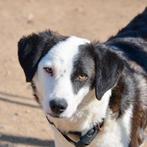 GaGa Animal Care - JOSJE (kan naar NL komen), Dieren en Toebehoren, Honden | Niet-rashonden, Particulier, Rabiës (hondsdolheid)