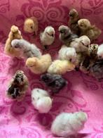 Usa zijdehoen hennen🐥4febr geent 💯% hen garantie mogelijk, Dieren en Toebehoren, Pluimvee, Vrouwelijk, Kip