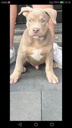 American bully, 15 weken tot 1 jaar, Parvo, Eén hond, Nederland