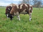Dekram bonte schaap, Dieren en Toebehoren, Overige Dieren, Juni, Mannelijk