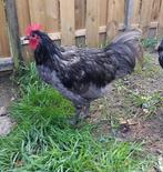 Grijze haan australorp, Dieren en Toebehoren, Pluimvee, Mannelijk, Kip
