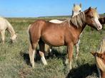 Jaarling welsh hengst, Dieren en Toebehoren, Pony's, Niet van toepassing, 0 tot 2 jaar, Hengst, B pony (1.17m tot 1.27m)