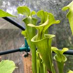 Sarracenia flava | vleesetende plant, Tuin en Terras, Ophalen, Volle zon, Groenteplanten, Eenjarig