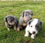 Jack Russell pups, Standaard, 8 tot 15 weken, Korthaar, Meerdere