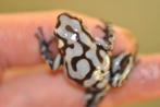 Dendrobates auratus 'Peña blanca', Dieren en Toebehoren, Reptielen en Amfibieën, Amfibie, 0 tot 2 jaar