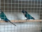 Leuk om tam te maken violet pyrrhura, Dieren en Toebehoren, Vogels | Parkieten en Papegaaien, Meerdere dieren, Parkiet, Geringd