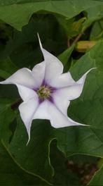 Datura stramonium 'Tatula' zaden, Ophalen of Verzenden, Voorjaar, Volle zon, Zaad