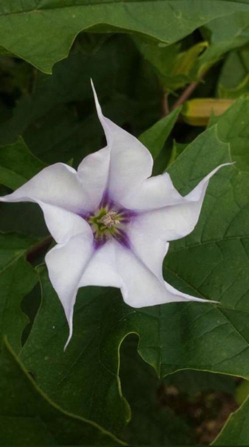 Datura stramonium 'Tatula' zaden, Tuin en Terras, Bloembollen en Zaden, Zaad, Voorjaar, Volle zon, Ophalen of Verzenden