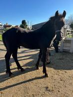 Fries hengstveulen, Dieren en Toebehoren, Paarden, Minder dan 160 cm, Niet van toepassing, Dressuurpaard, 0 tot 2 jaar