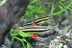 Nannostomus marginatus - potloodvis - Koidream Valburg, Dieren en Toebehoren, Vissen | Aquariumvissen, Vis, Zoetwatervis