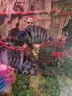 Zoetwater vis.  Groot en baby,s, Dieren en Toebehoren, Vis, Zoetwatervis
