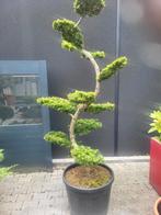Larix Kaemdferii bonsai 200 cm, Bloeit niet, Halfschaduw, Overige soorten, 100 tot 250 cm