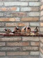 Te koop Spitsstaartamadines, Dieren en Toebehoren, Meerdere dieren, Tropenvogel, Tam
