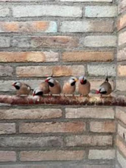 Te koop Spitsstaartamadines, Dieren en Toebehoren, Vogels | Overige Vogels, Tropenvogel, Meerdere dieren, Tam