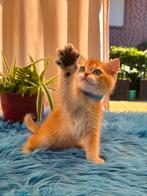 Brits / Britse Korthaar kittens, raszuiver, ingeënt, Meerdere dieren, Gechipt, 0 tot 2 jaar