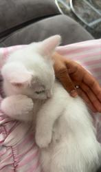 Kitten, Dieren en Toebehoren, Katten en Kittens | Raskatten | Korthaar, Kater, 0 tot 2 jaar