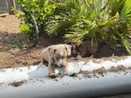 Super mooie laagbenige jack russel pups, Jack Russell Terriër, 8 tot 15 weken, CDV (hondenziekte), Meerdere