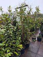 Laulier novita 175 cm boven de pot 7 st 1 koop 100,-, Tuin en Terras, Ophalen, Lente, Vaste plant, Volledige schaduw