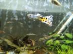 Diverse guppen, Dieren en Toebehoren, Vissen | Aquariumvissen, Vis