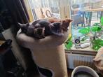 Kittens, Dieren en Toebehoren, Katten en Kittens | Raskatten | Korthaar, Meerdere dieren, Ontwormd, 0 tot 2 jaar