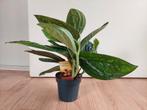Epipremnum Pinnatum 'Marble Planet' - Pothos H: 35 cm., Ophalen, Overige soorten, Halfschaduw, Minder dan 100 cm