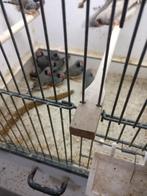 Zebravinken, Dieren en Toebehoren, Ophalen of Verzenden, Zo goed als nieuw, Hout, Volière