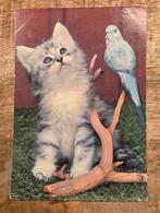 Grijs katje kijkt naar vogel, Verzenden, 1980 tot heden, Ongelopen, Hond of Kat
