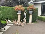 Loopeenden, Meerdere dieren, Eend
