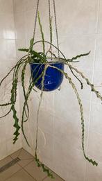 Zaag cactus zonder hangpot, Huis en Inrichting, Ophalen, Halfschaduw, Cactus, Minder dan 100 cm