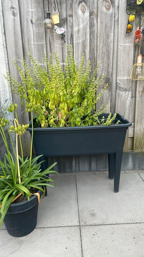 Kweekbak op poten & deksel incl basilicum IN PRIJS VERLAAGD, Tuin en Terras, Kweekspullen, Zo goed als nieuw, Kweekbak, Ophalen