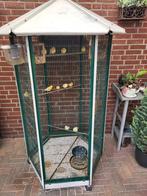 Minimaal 20 kanaries te koop incl kooi, Dieren en Toebehoren, Vogels | Kanaries, Meerdere dieren, Zangkanarie
