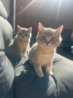 Nog 2 Prachtige Britse Korthaar Kittens Beschikbaar, Kater, Ontwormd