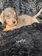 Kaninchen / dwerg teckel pups, Dieren en Toebehoren, Kaninchen, CDV (hondenziekte), 8 tot 15 weken, Korthaar