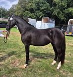Bloedmooie 3.5 jarige merrie, Dieren en Toebehoren, Pony's, Merrie, Gechipt, Dressuurpony, 3 tot 6 jaar