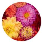 Muurcirkel Dahlia's, prachtige kleuren, Huis en Inrichting, Ophalen of Verzenden, Nieuw