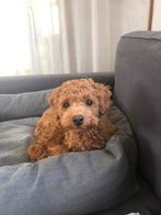 Opvang of oppas? in aug of sept voor de hond of kat, Dieren en Toebehoren, 6 jaar of ouder, Fokker | Hobbymatig, Rabiës (hondsdolheid)