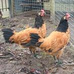 Vorwerk hanen groot, Dieren en Toebehoren, Mannelijk, Kip