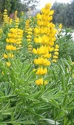 Zaden Zoete lupine 'Mister', Ophalen of Verzenden, Zaad