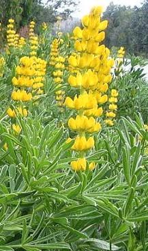 Zaden Zoete lupine 'Mister', Tuin en Terras, Bloembollen en Zaden, Zaad, Ophalen of Verzenden